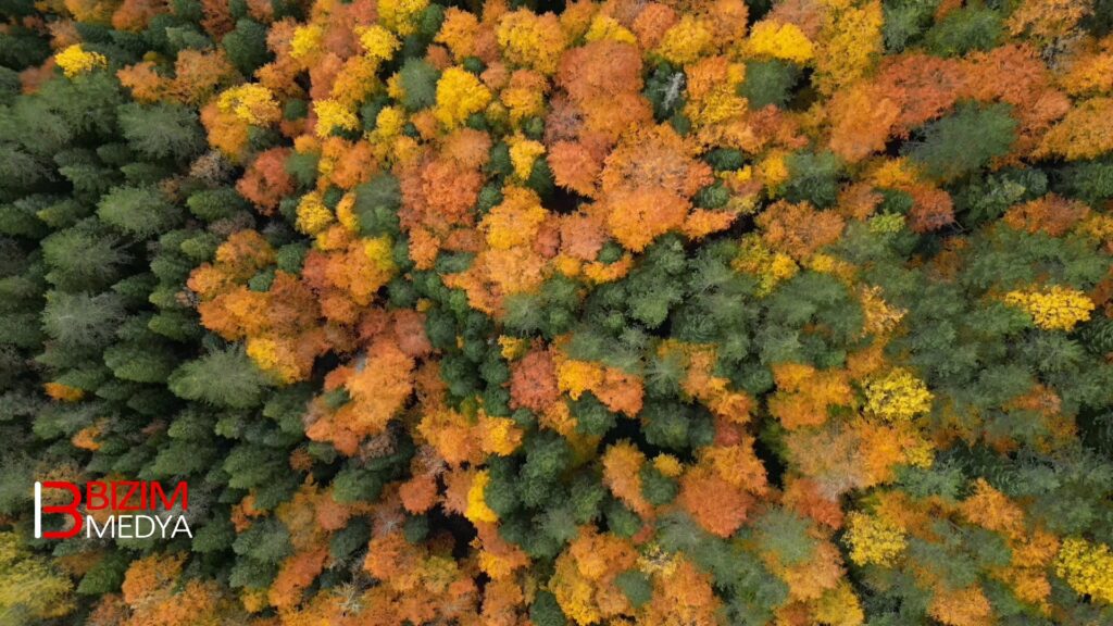 Safranbolu ilçesini Bartın’a bağlayan kara yolunun yaklaşık 5 kilometrelik bölümündeki “ağaç tünel” de fotoğraf tutkunlarının güzel manzarayı ölümsüzleştirme imkanı sunuyor.