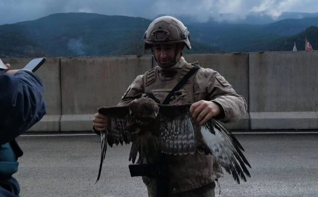 Yaralı Şahin, Jandarmaya Teslim Edildi